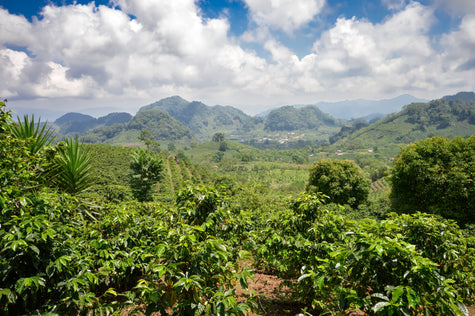 Introducing Single Origin: Honduras Agua Fria