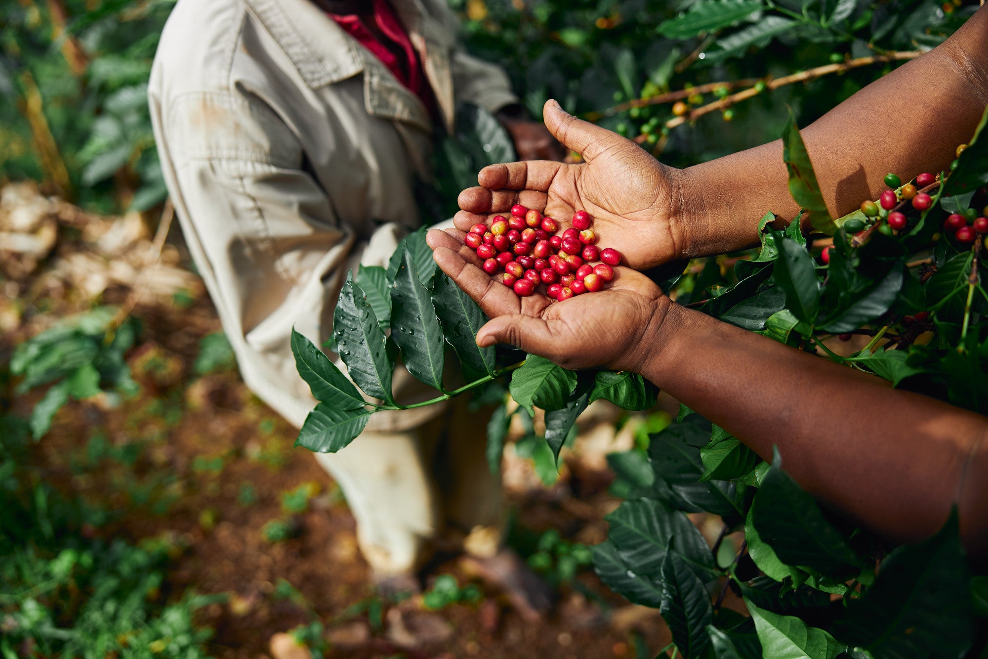 Introducing Single Origin: Ethiopia Jimma